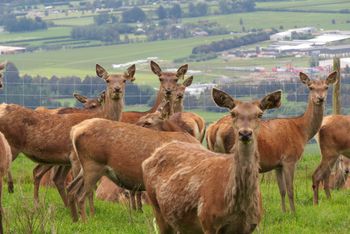 Deer conference