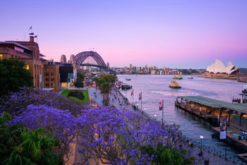 Sydney Jacaranda