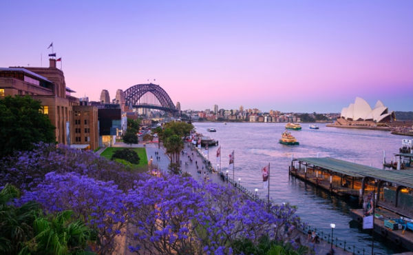 Sydney Jacaranda