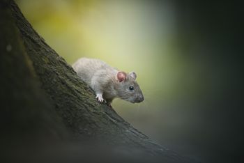 Rat in the woods