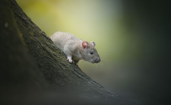 Rat in the woods