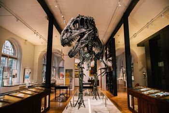 Roary at Lapworth Museum of Geology, University of Birmingham Photo Credit: Supplie