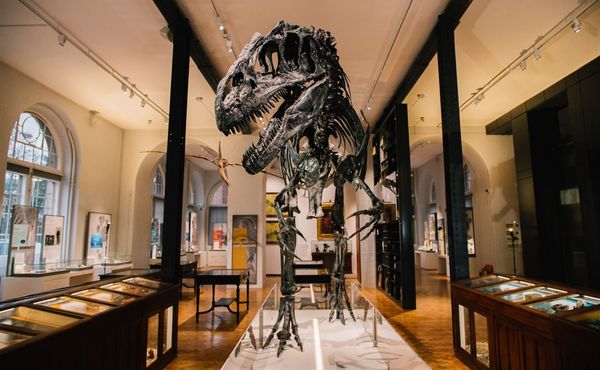 Roary at Lapworth Museum of Geology, University of Birmingham Photo Credit: Supplie