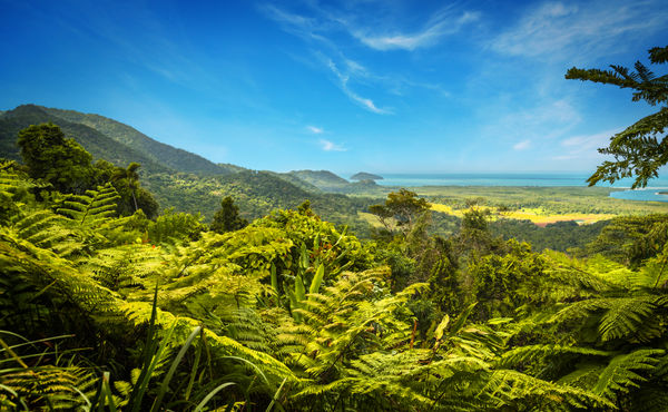 Cairns Rainforest
