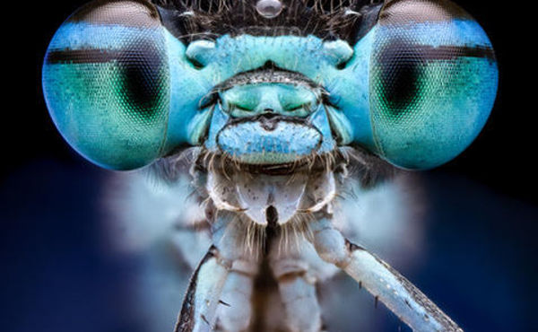 Entomological Society Ant