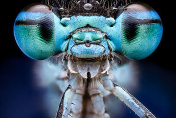 Entomological Society Ant
