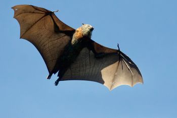 Bat Conference 