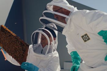 Inspecting the hive