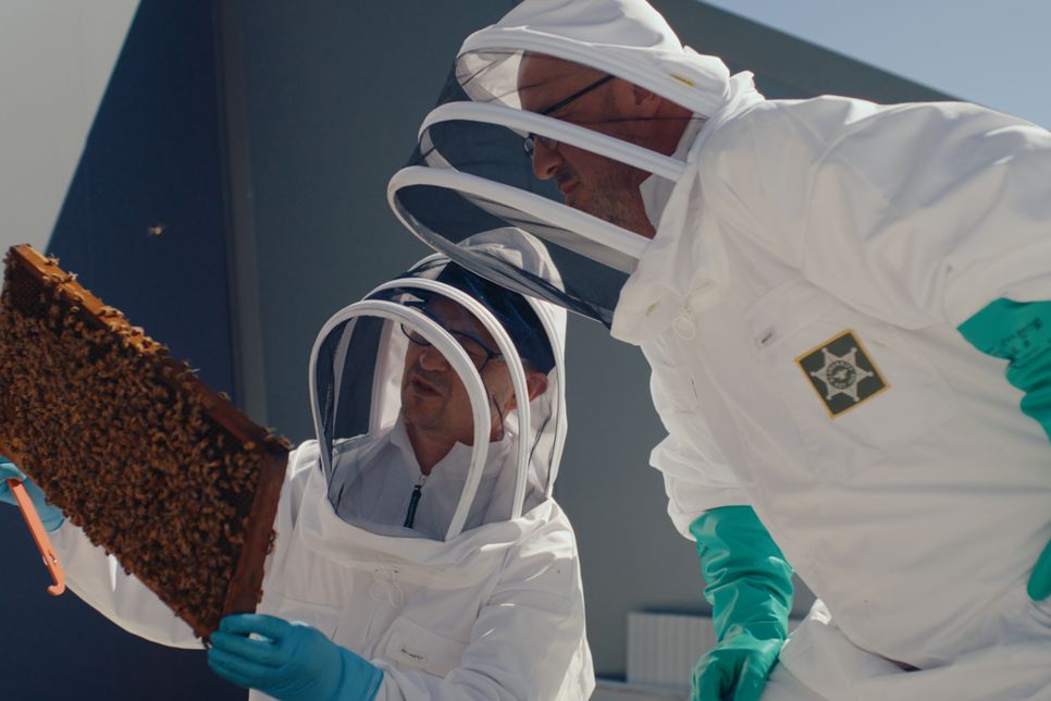 Inspecting the hive