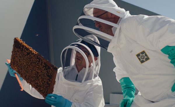 Inspecting the hive