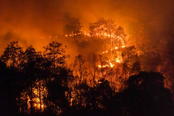 Forest fire climate change