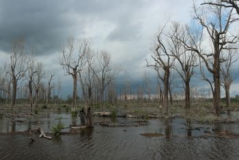An unhealthy looking mangrove plantation