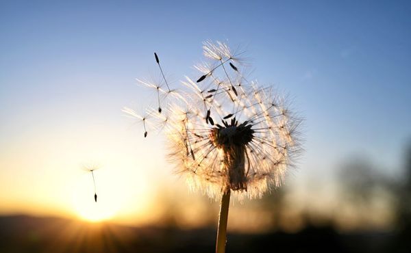 Dandelion Seed