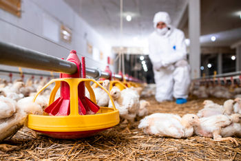 Vet inspecting chickens