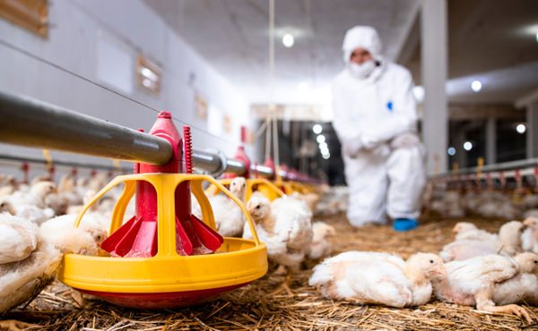 Vet inspecting chickens