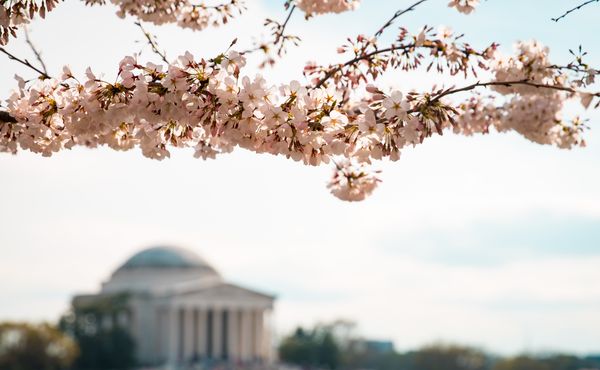 Washington DC through blossom