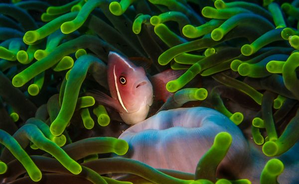 marine life clown fish