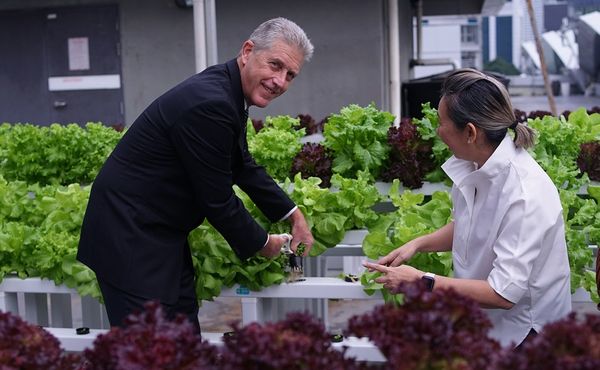  Alan Pryor, General Manager of the Kuala Lumpur Convention Centre gleefully harvests the first batch of salads grown on the venue’s rooftop while Liz Jasri, Director of The Green Attap looks on