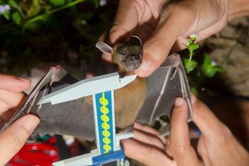 Someone measuring a bat