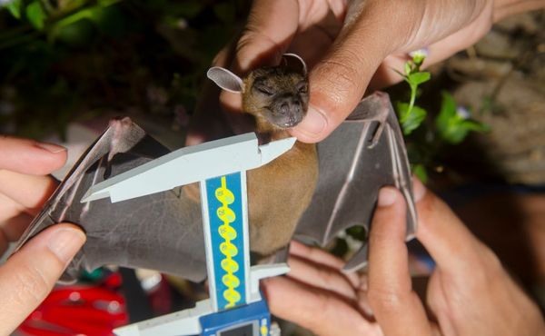 Someone measuring a bat