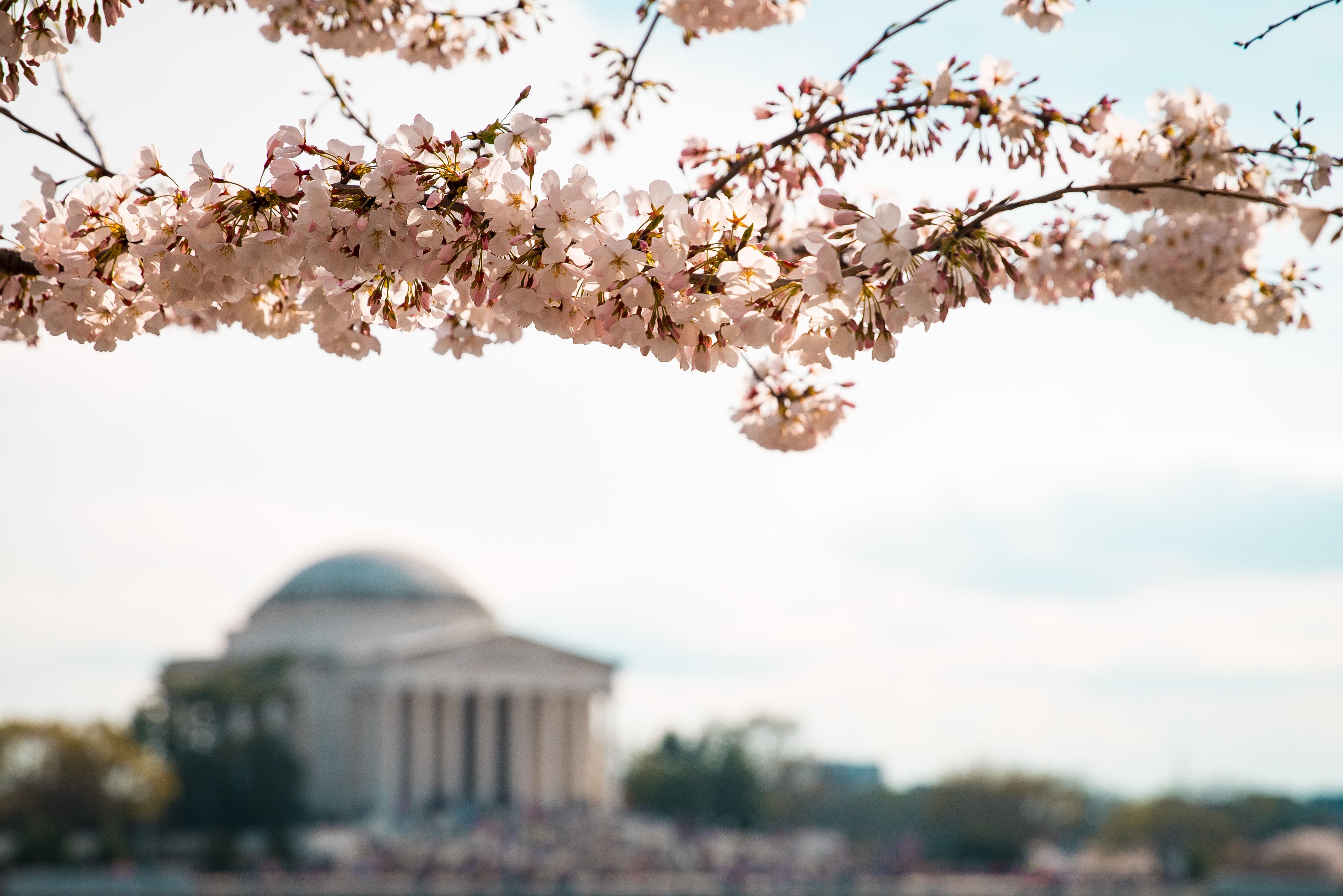 Washington Capitals Customized Number Kit For 2023 Cherry Blossom