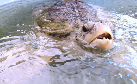 Sharon, the Green Sea Turtle, at the Cairns Turtle Rehabilitation Centre