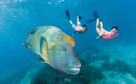 Snorkelling - Great Barrier Reef