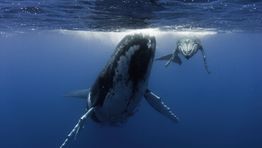 Vessul partners with marine charity