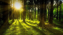 GBT appoints global sustainability VP