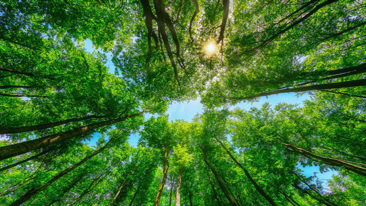 GlobalStar teams up with Trees4Travel for sustainability drive