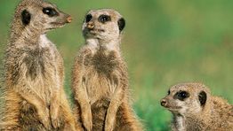 Buying technology: Simples?