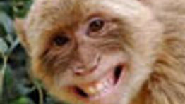 No monkeying around for AA