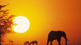 Destination report: Africa