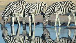 Case study: Managing travel in Africa