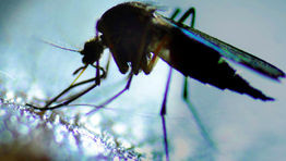 Zika virus: advice for travellers