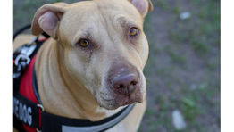 Delta updates requirements for service animals