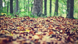 Delta invests in forest floor debris biofuel study