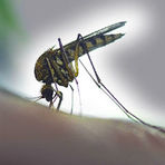 Business and leisure travellers visiting Brazil warned on significant rise of Yellow Fever