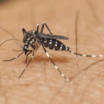 Zika virus: where suppliers can help