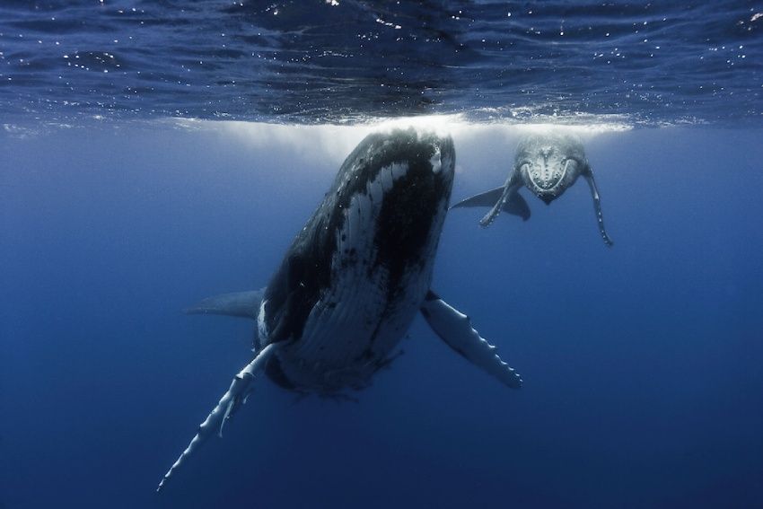 Vessul Blue Marine Foundation