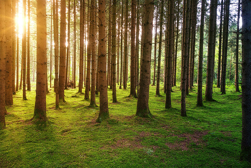BTA launches carbon offset initiative
