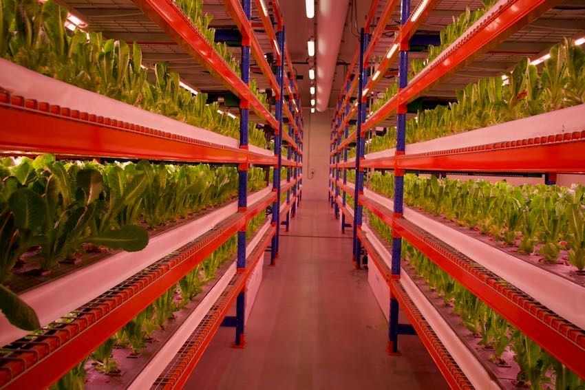 Emirates Flight Catering vertical farm