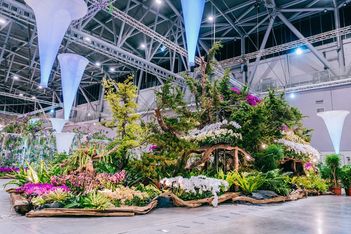 Taiwan blooms with major orchid shows