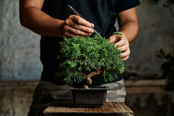 World Bonsai Convention sinks 2026 roots in Malaysia