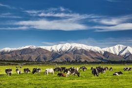 Auckland milks its way to success
