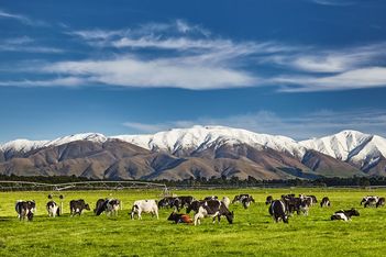 Auckland milks its way to success