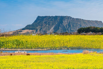 Jeju goes after green power and MICE