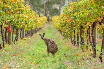 Australia on quest to grow business events pipeline