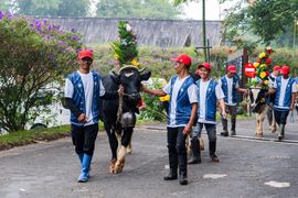 An udder-ly unforgettable event