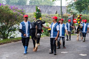 An udder-ly unforgettable event
